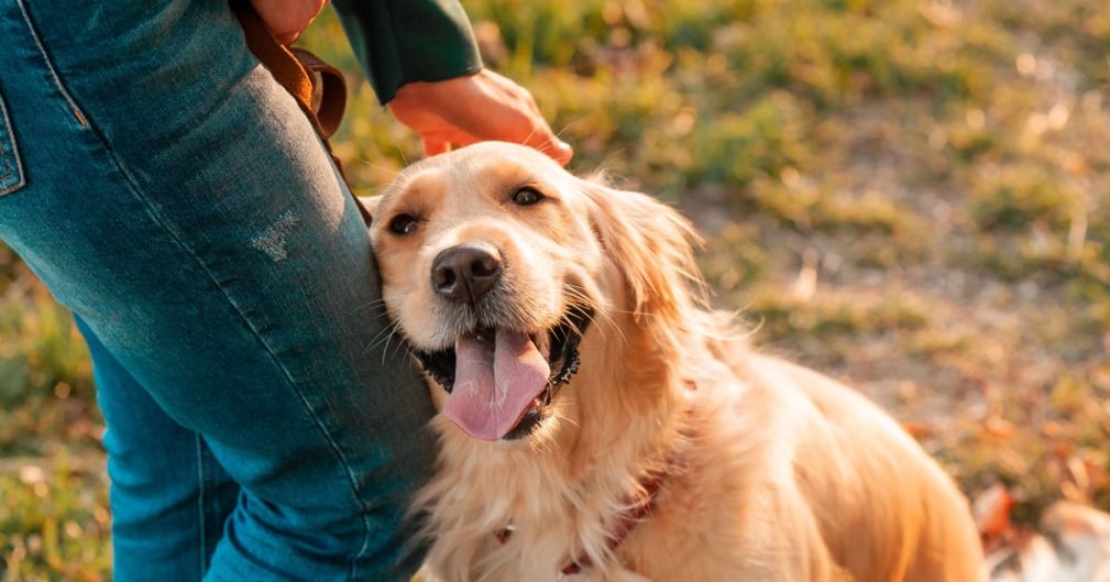 Races de chiens les plus attentionnées