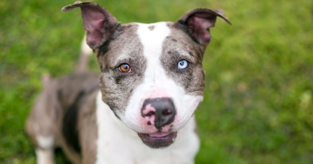 chien yeux vairons