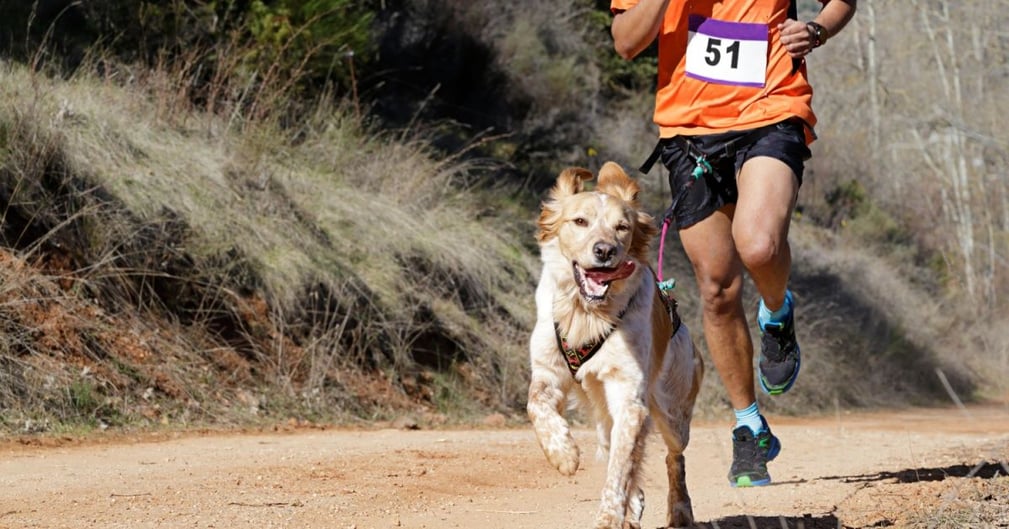 Découvrez les sports canins