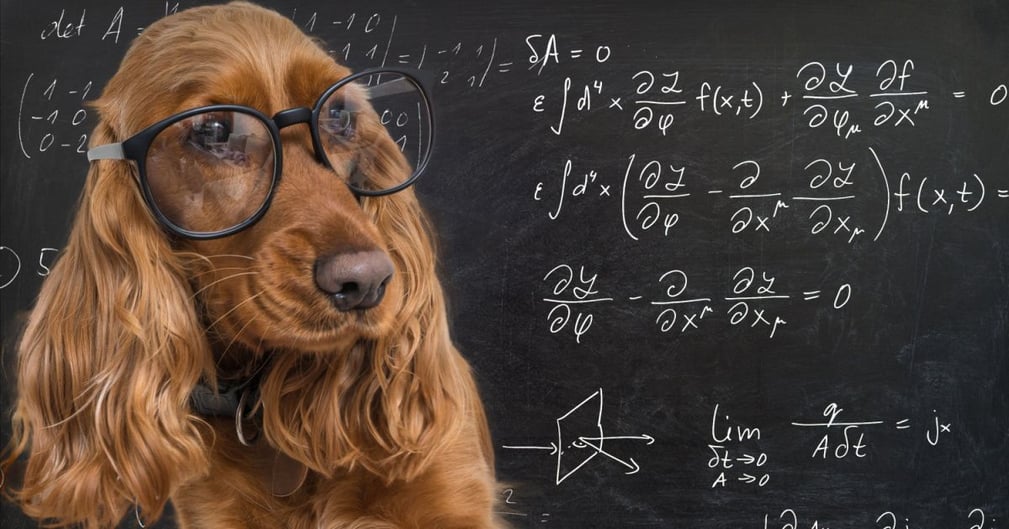 Les races de chiens les plus intelligentes