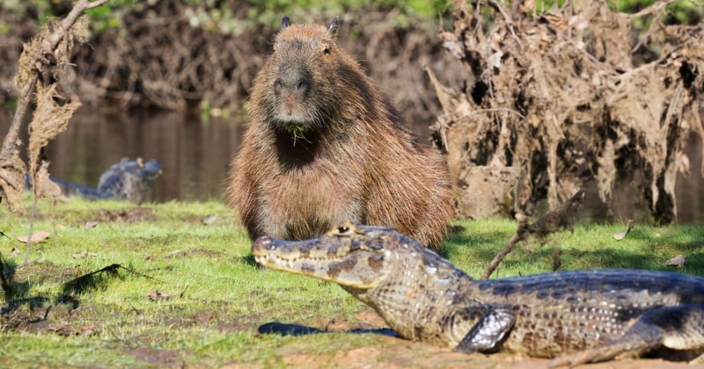 capybara crocodile 