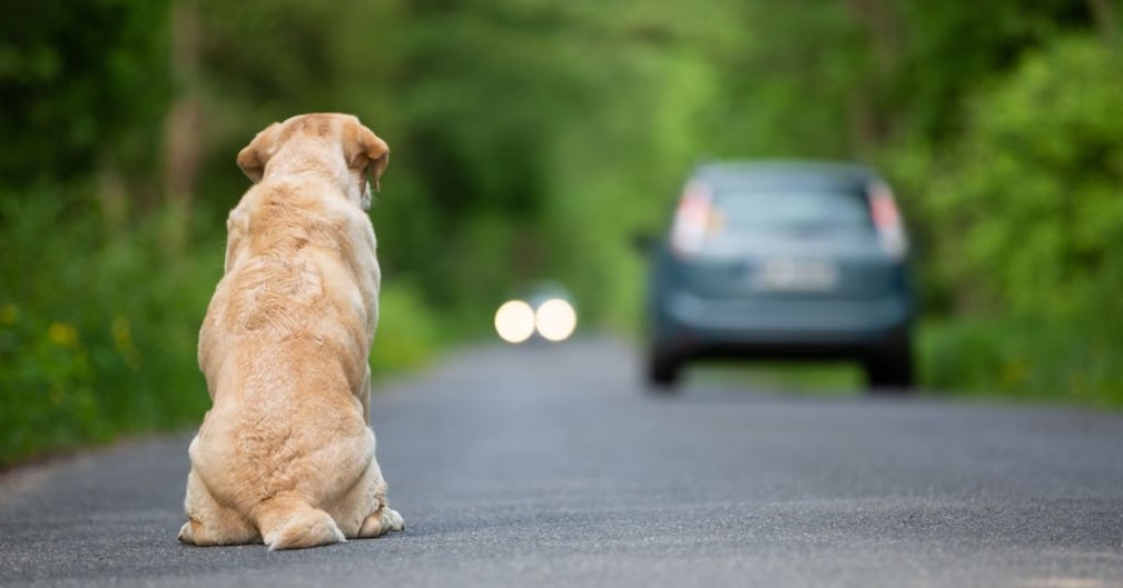 un propriétaire a abandonner son animal de compagnie