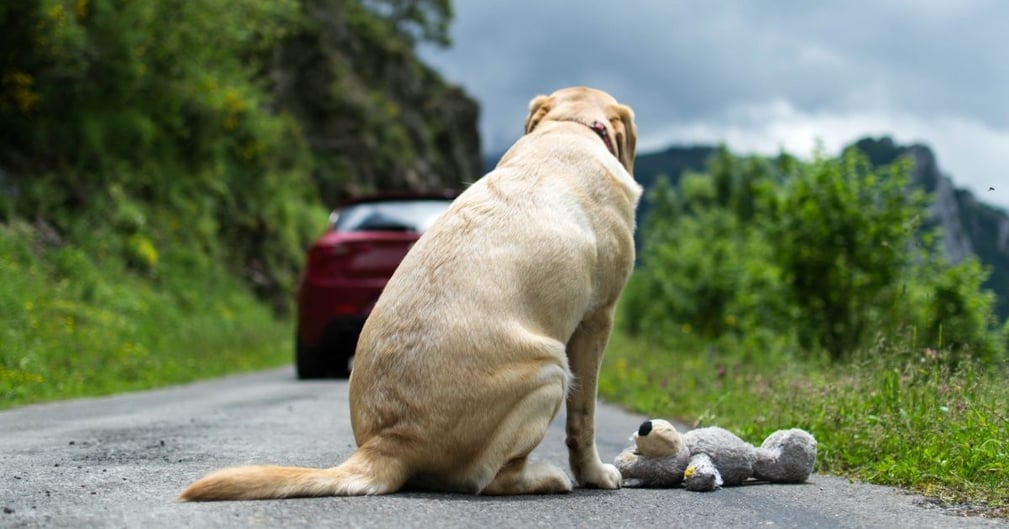 chien abandonné 