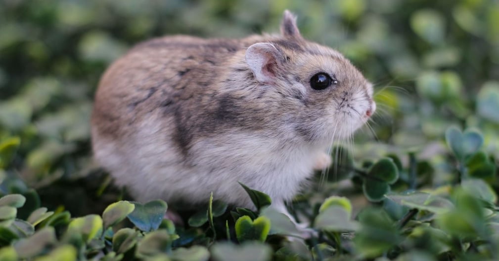 Hamster de Chine