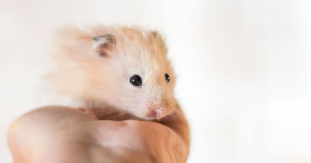 hamster doré angora