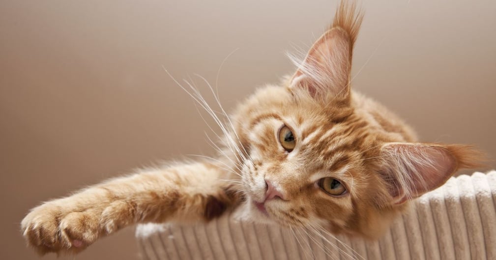 Top 10 races de chats de grandes tailles  