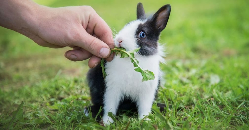 espérance de vie lapin nain