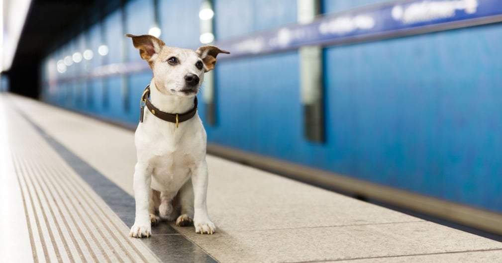 chien dans le métro