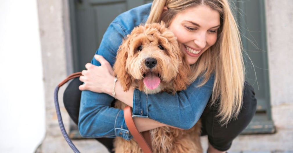 Labradoodle: Caniche croisé Labrador Retriever