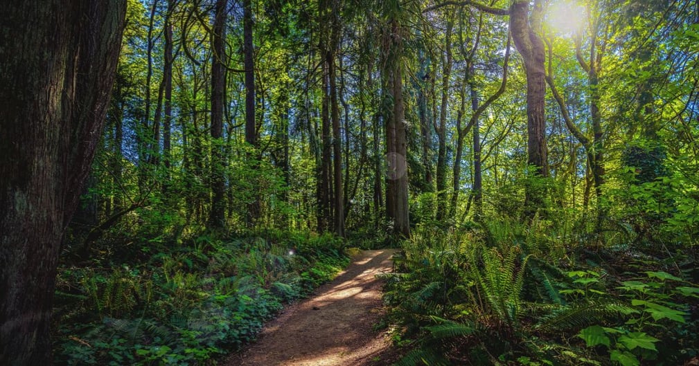 Un homme sauve deux chatons en détresse dans la forêt !