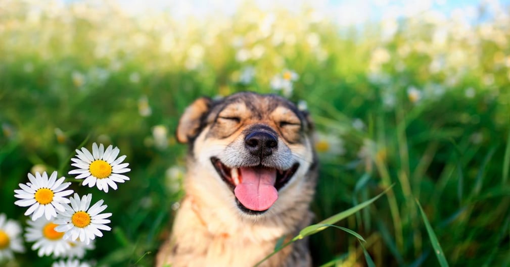 Préparer votre chien à l'arrivée du printemps