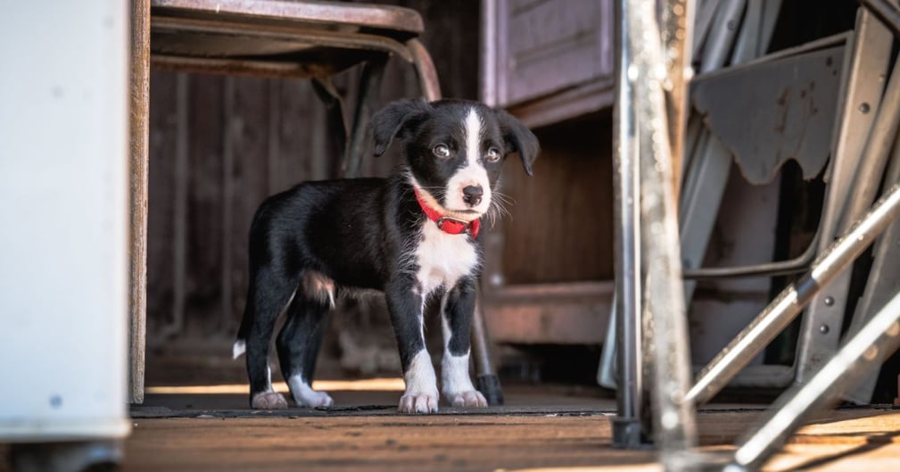 Le chiot femelle noir et blanc du nom de Betsy sortie des égouts 