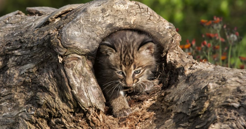 Un lynx en danger