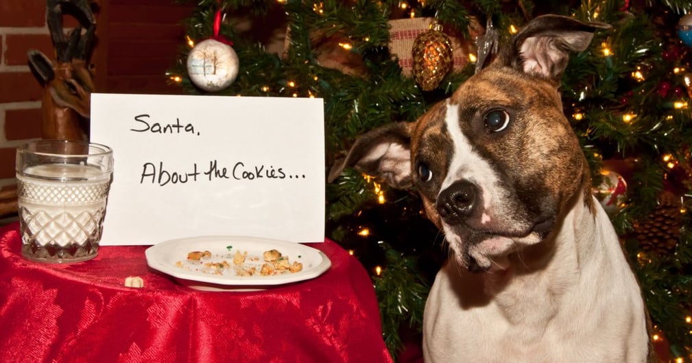 Chien biscuits noël