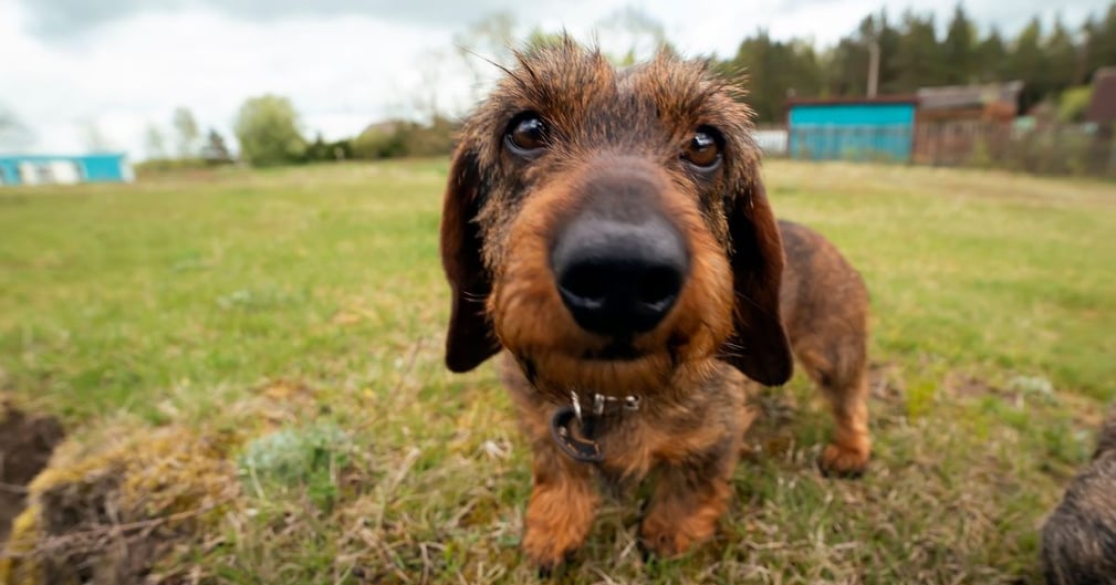 chien à poil dur