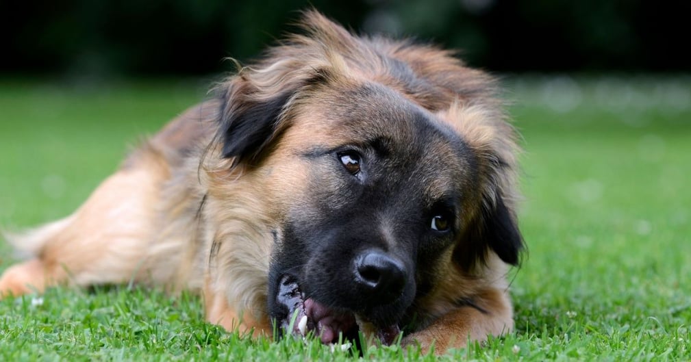 chien mange de l'herbe 