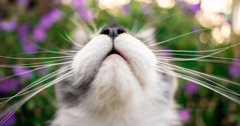 les moustache chat 