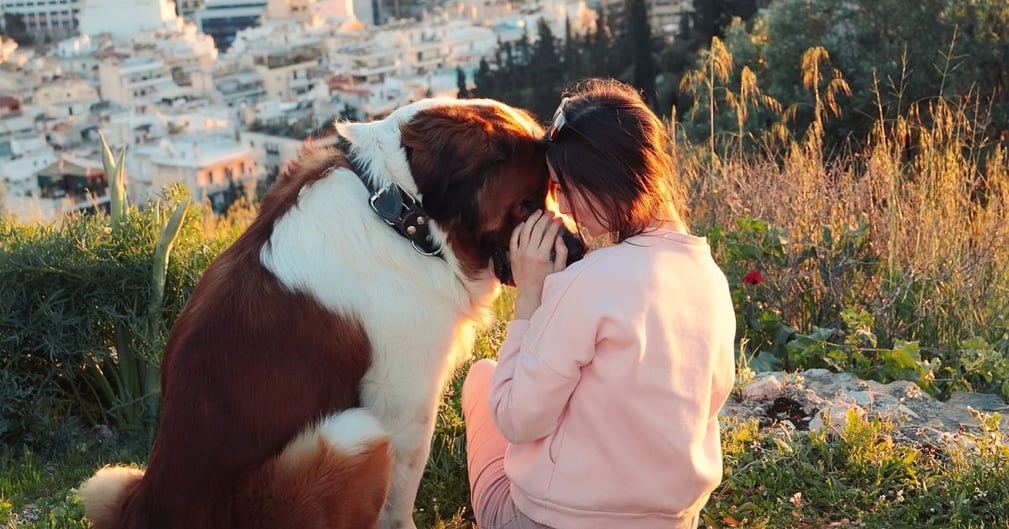 chiens de grande taille 