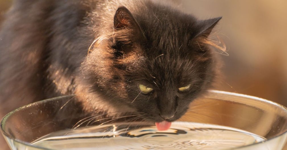 Un chat qui boit de l'eau 