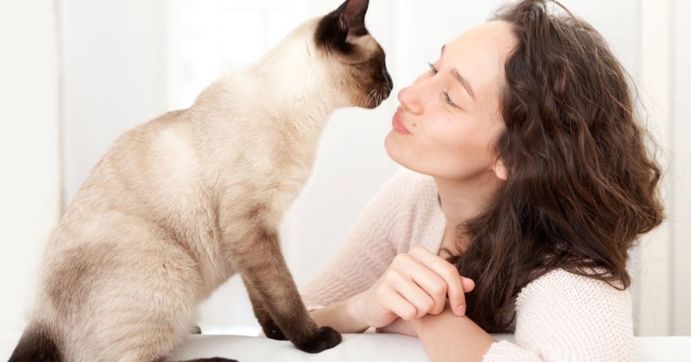 chat hypoallergénique