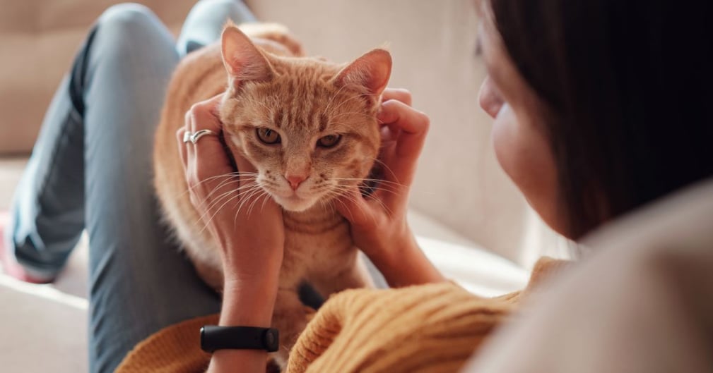 Chat avec son propriétaire