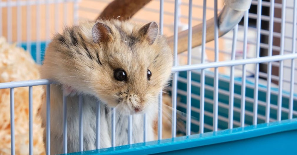 Faut-il sortir son hamster tous les jours ?