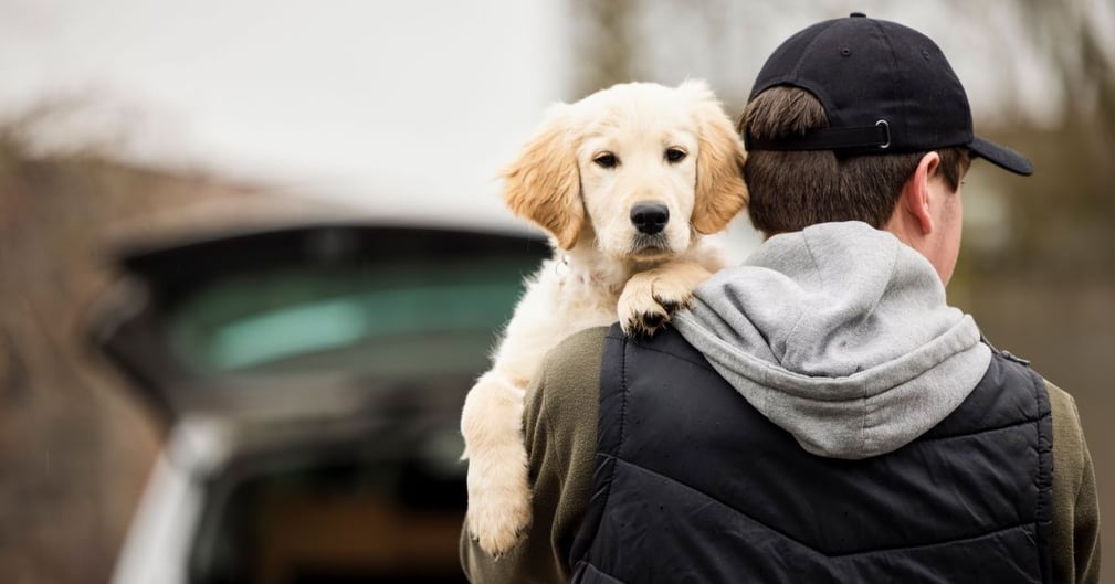 les chiens les plus volées 