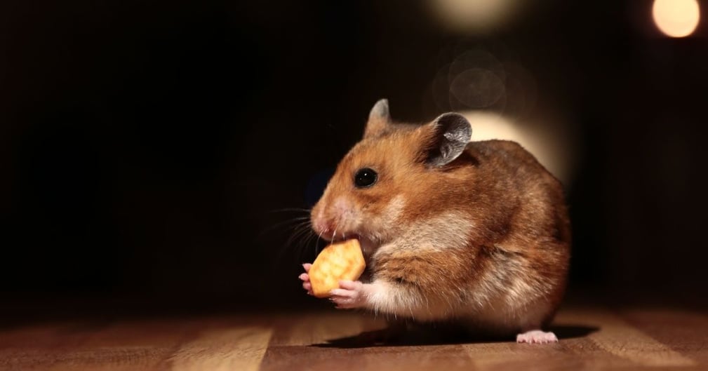 Pourquoi mon hamster est-il plus actif la nuit ?