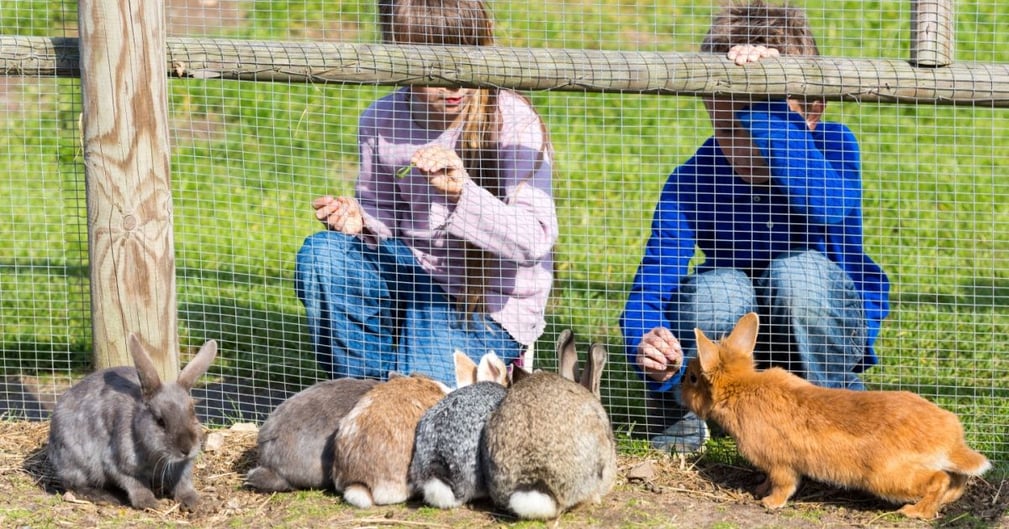 lapin été