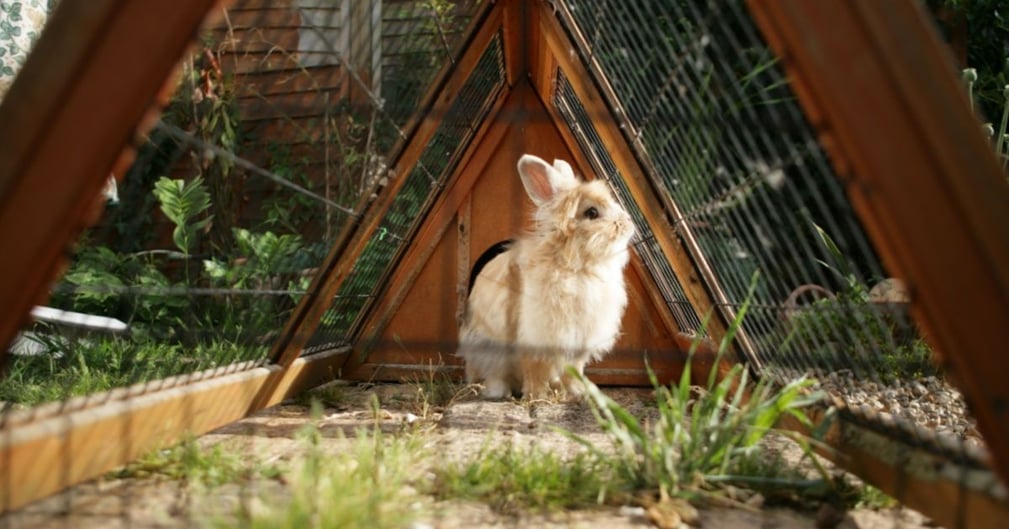 Cage pour lapin d'extérieur