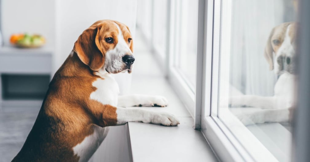  Un chien est séparé de son maître