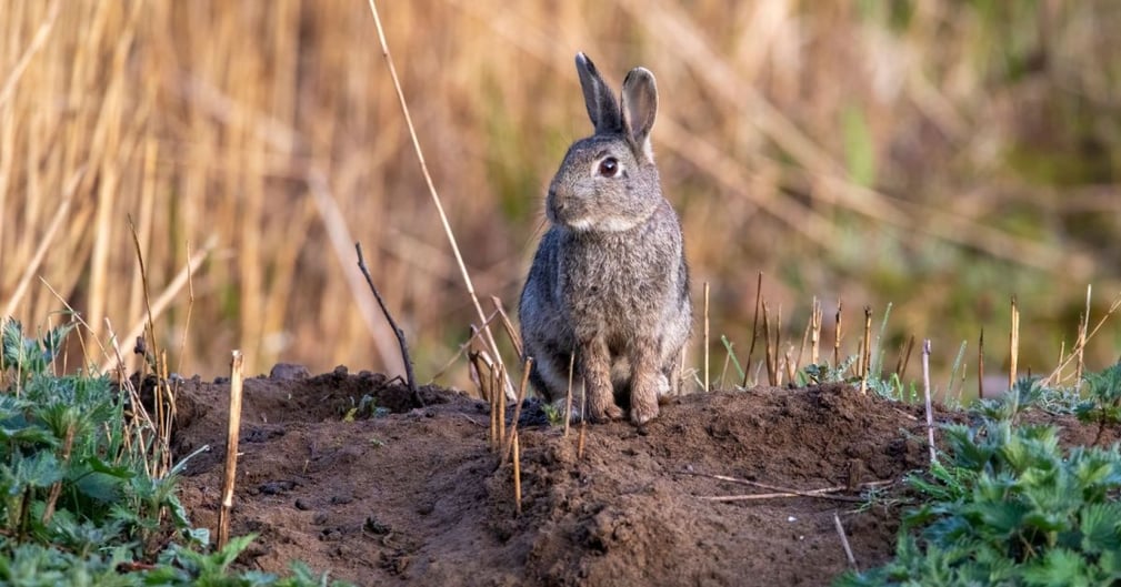  Lapin de garenne