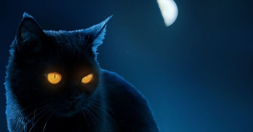 Les yeux des chats brillent dans le noir