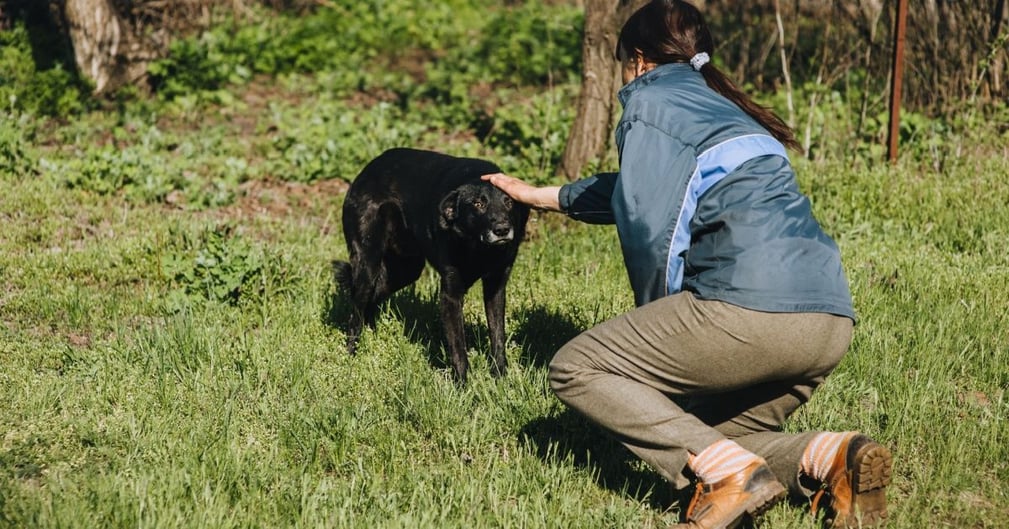 approcher un chien que l'on ne connait pas