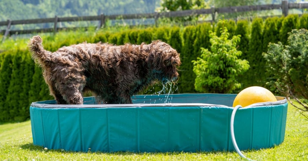 chien piscine 