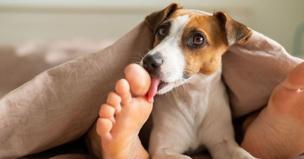 Chien lèche pieds