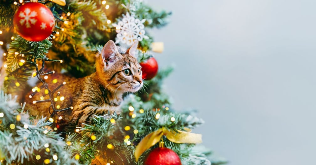 chat et sapin de Noël