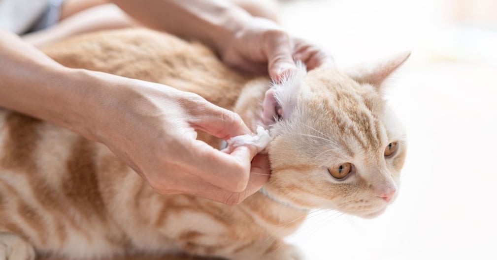 traitement gale oreille chat sans ordonnance