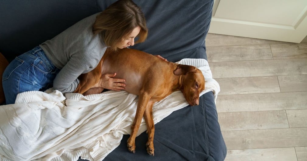 diarrhée chien remède naturel