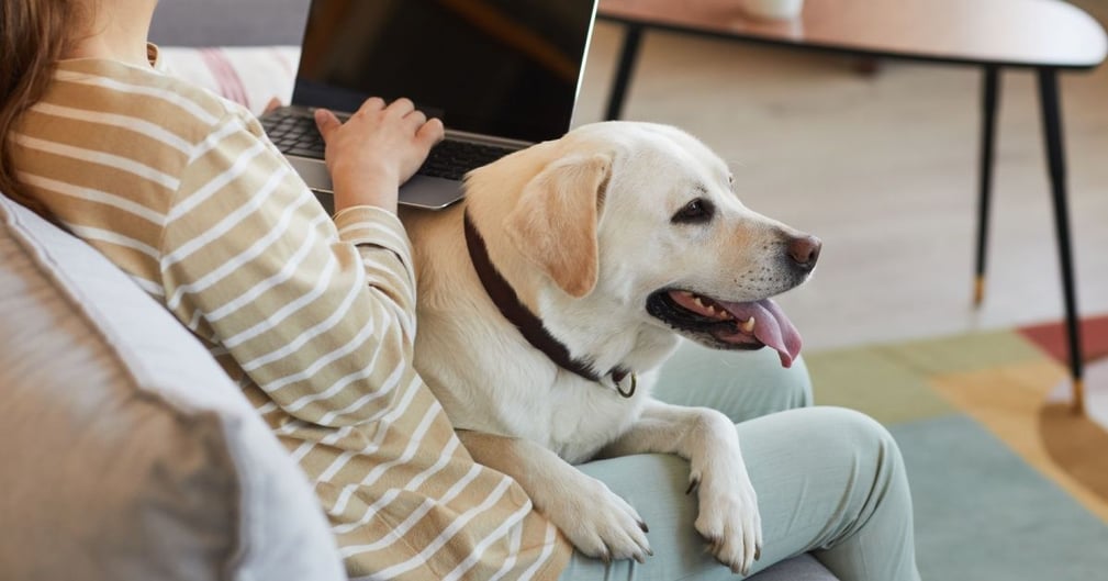 Chien qui suit son maître