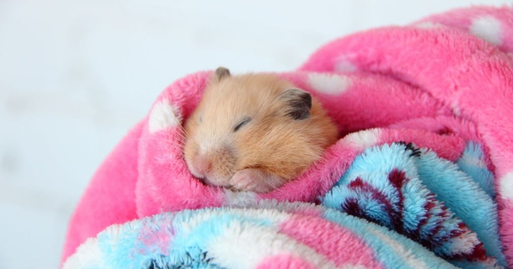 hamster hibernation 