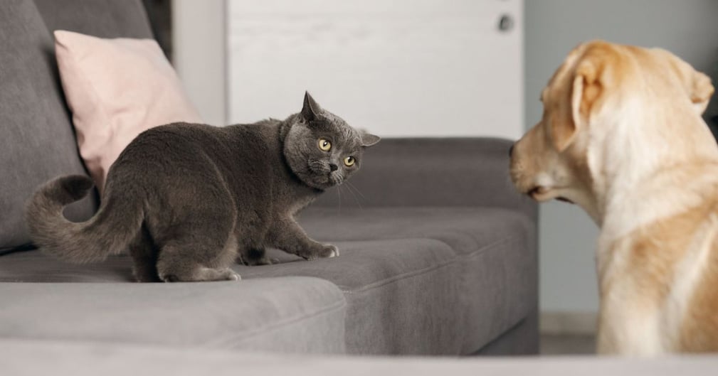 race de chien incompatible avec les chats