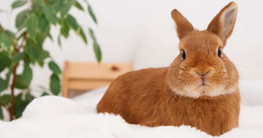 lapin nain espérance de vie