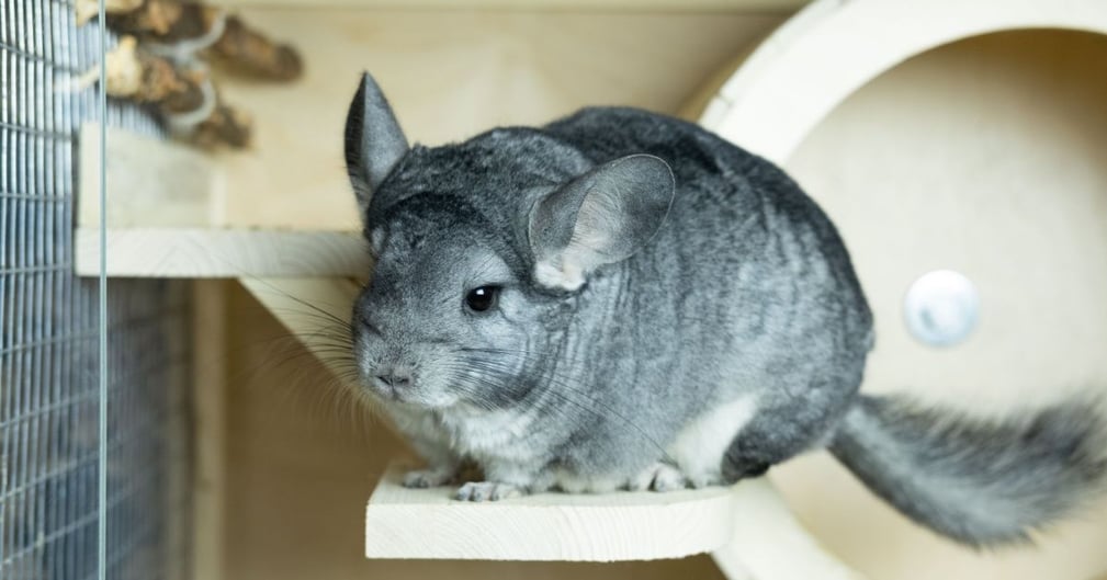 image chinchilla 