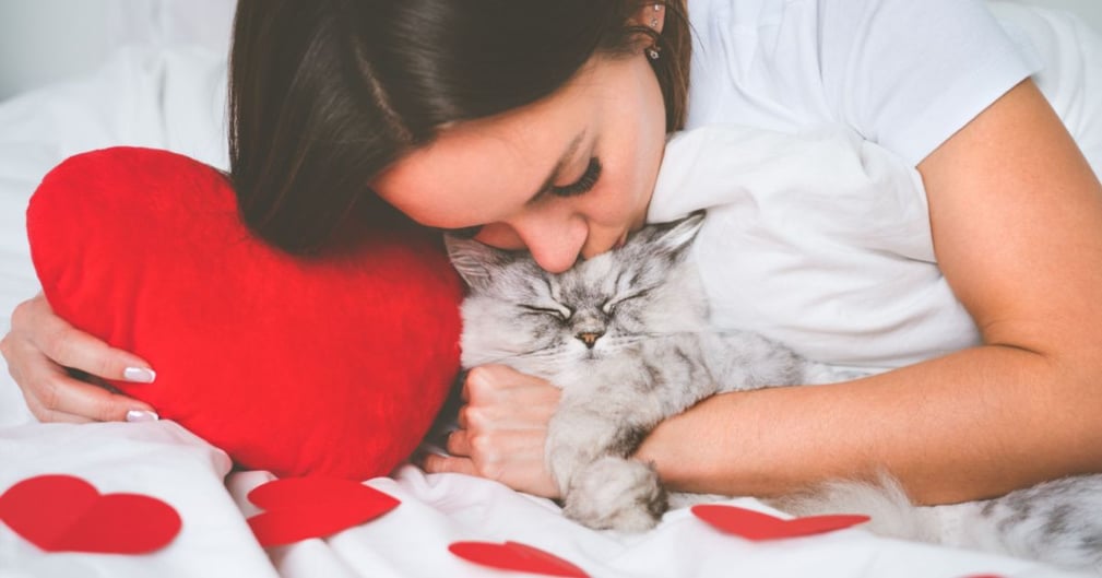 Passer la Saint-Valentin avec son chat 