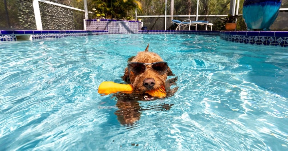 chien piscine 