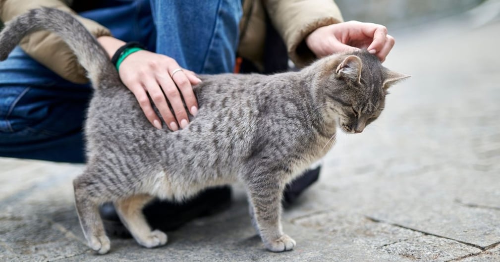 Un enfant qui tend la main vers un chat dans la rue.