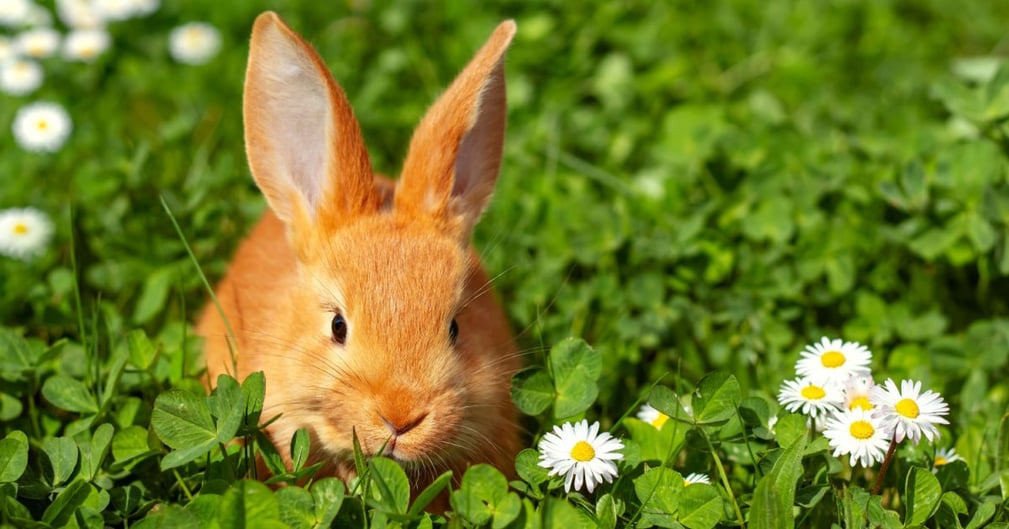 Peut on laisser son lapin vivre dans le jardin sans risque