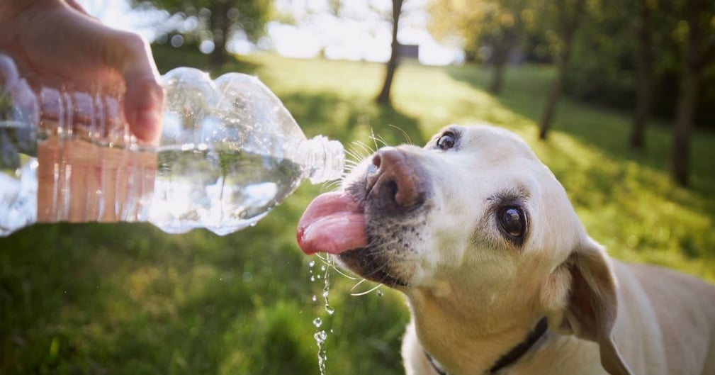 Chien buvant de l'eau à partir d'une bouteille