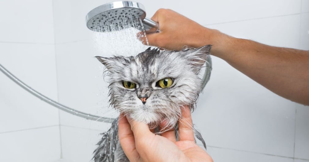 Pourquoi les chats n'aiment pas l'eau ?